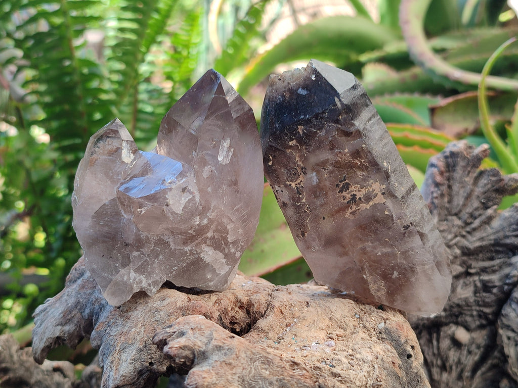 Natural Smokey Quartz Crystals x 6 From Zomba Plateau, Malawi - Toprock Gemstones and Minerals 