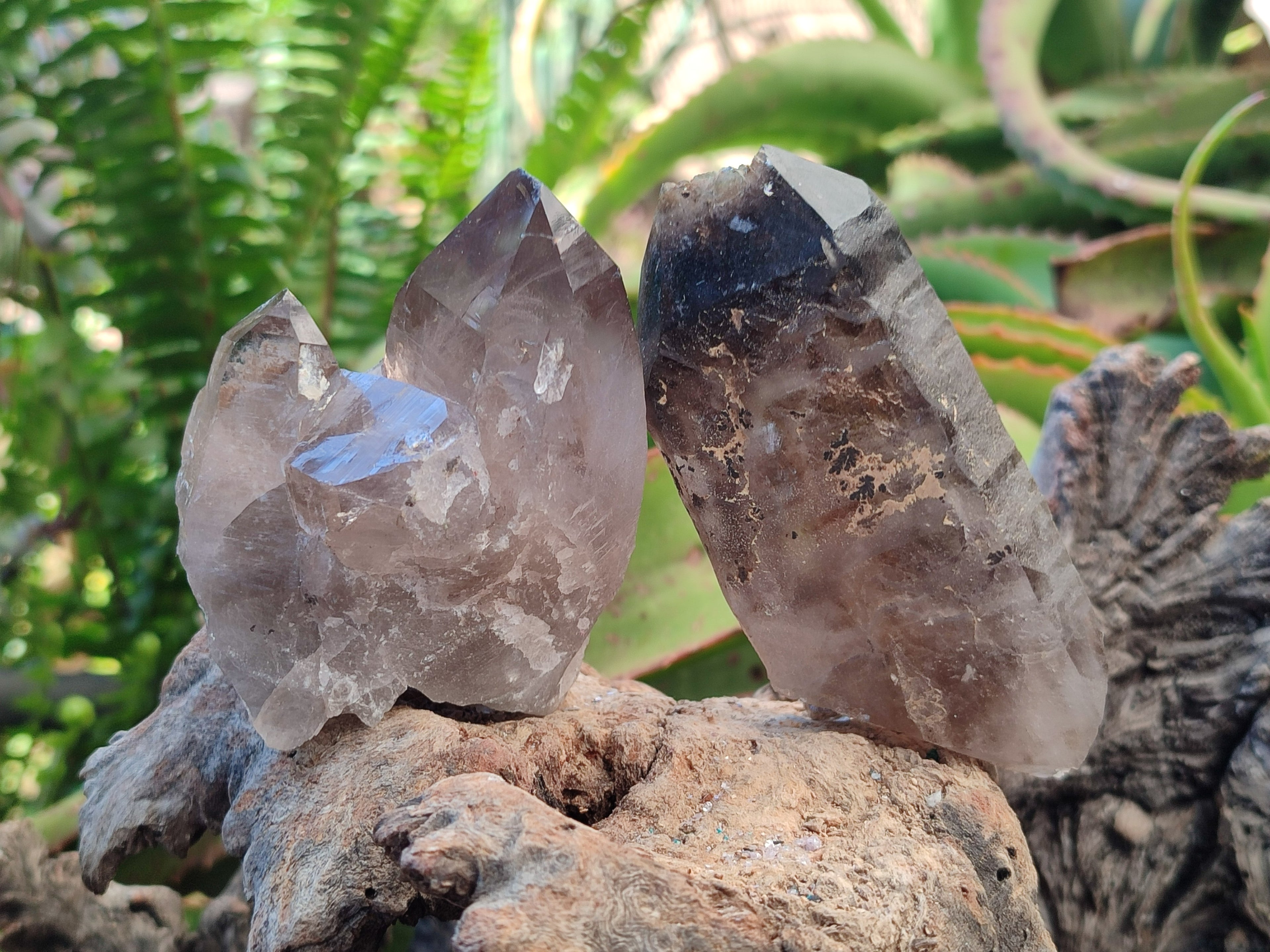 Natural Smokey Quartz Crystals x 6 From Zomba Plateau, Malawi - Toprock Gemstones and Minerals 