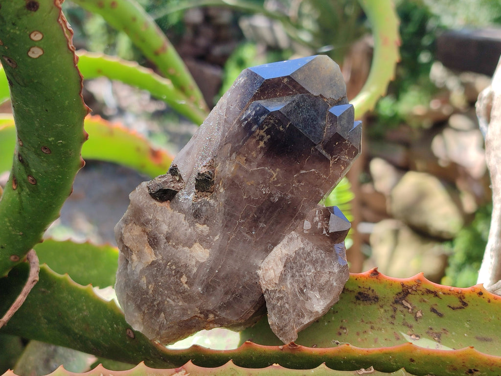 Natural Smokey Quartz Crystals x 6 From Zomba Plateau, Malawi - Toprock Gemstones and Minerals 