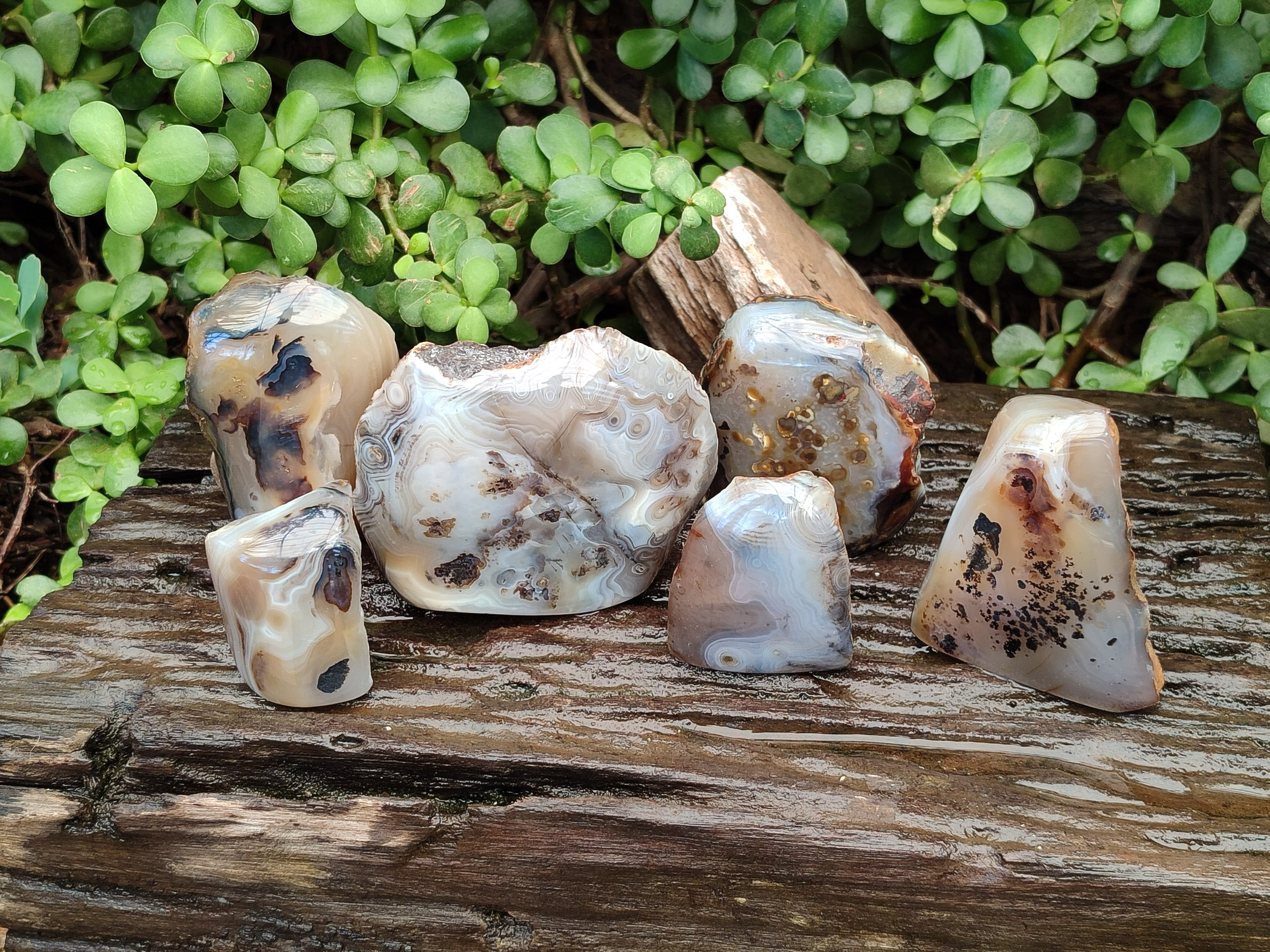 Polished One Side Dendritic Agate Standing Free Forms x 6 From Moralambo, Madagascar - Toprock Gemstones and Minerals 