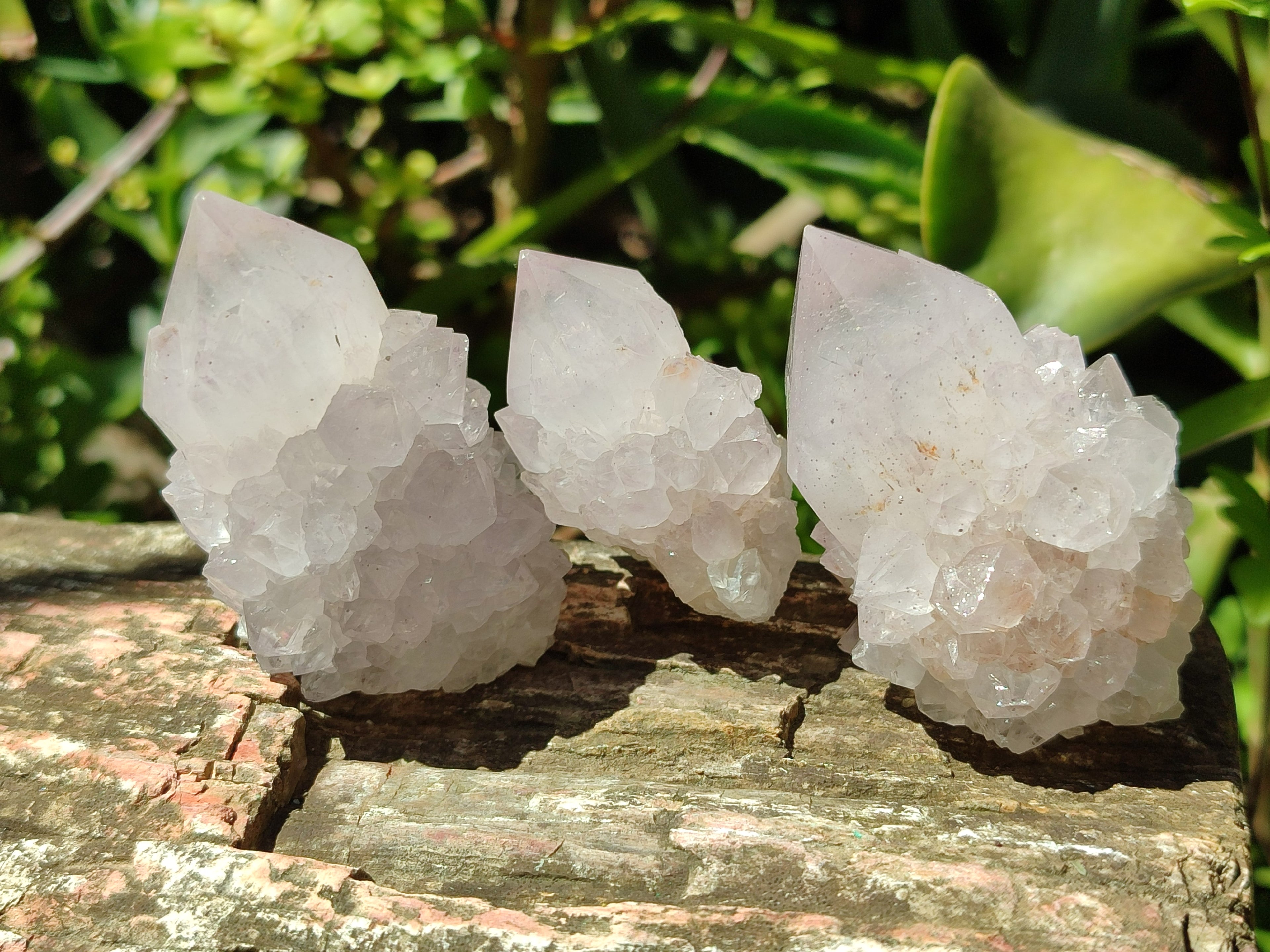 Natural Lilac Spirit Amethyst Cactus Flower Single Quartz Crystals x 12 From Boekenhouthoek, South Africa - Toprock Gemstones and Minerals 