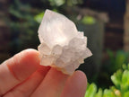 Natural Lilac Spirit Amethyst Cactus Flower Single Quartz Crystals x 12 From Boekenhouthoek, South Africa - Toprock Gemstones and Minerals 