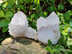 Natural Lilac Spirit Amethyst Cactus Flower Single Quartz Crystals x 12 From Boekenhouthoek, South Africa - Toprock Gemstones and Minerals 