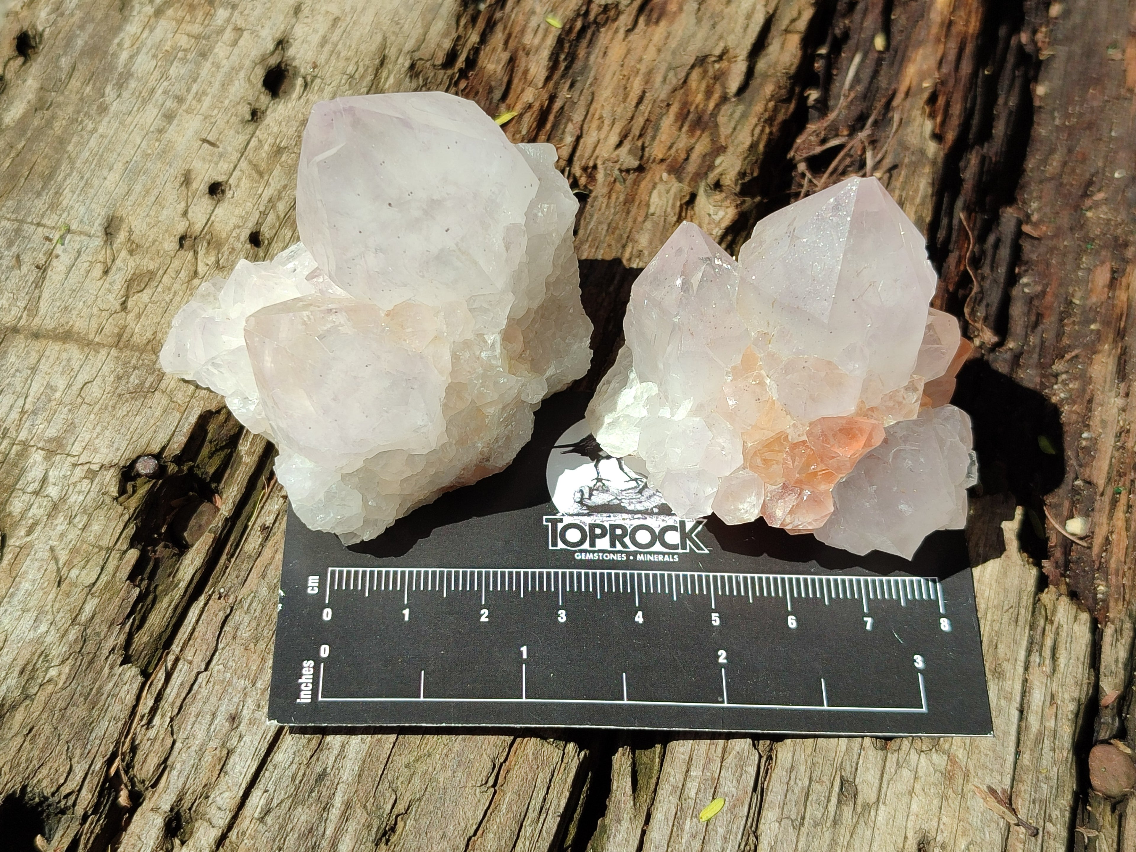 Natural Lilac Spirit Amethyst Cactus Flower Single Quartz Crystals x 12 From Boekenhouthoek, South Africa - Toprock Gemstones and Minerals 