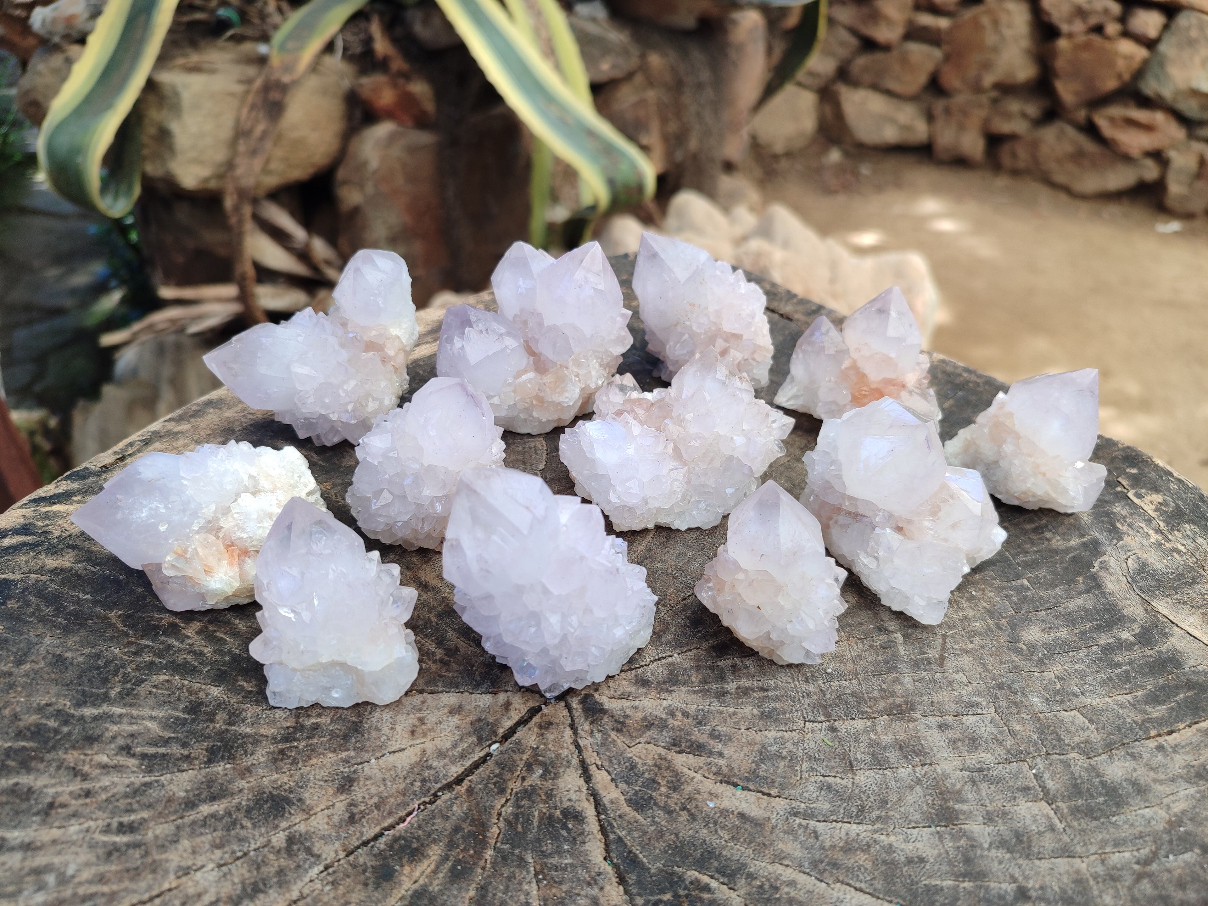 Natural Lilac Spirit Amethyst Cactus Flower Single Quartz Crystals x 12 From Boekenhouthoek, South Africa - Toprock Gemstones and Minerals 