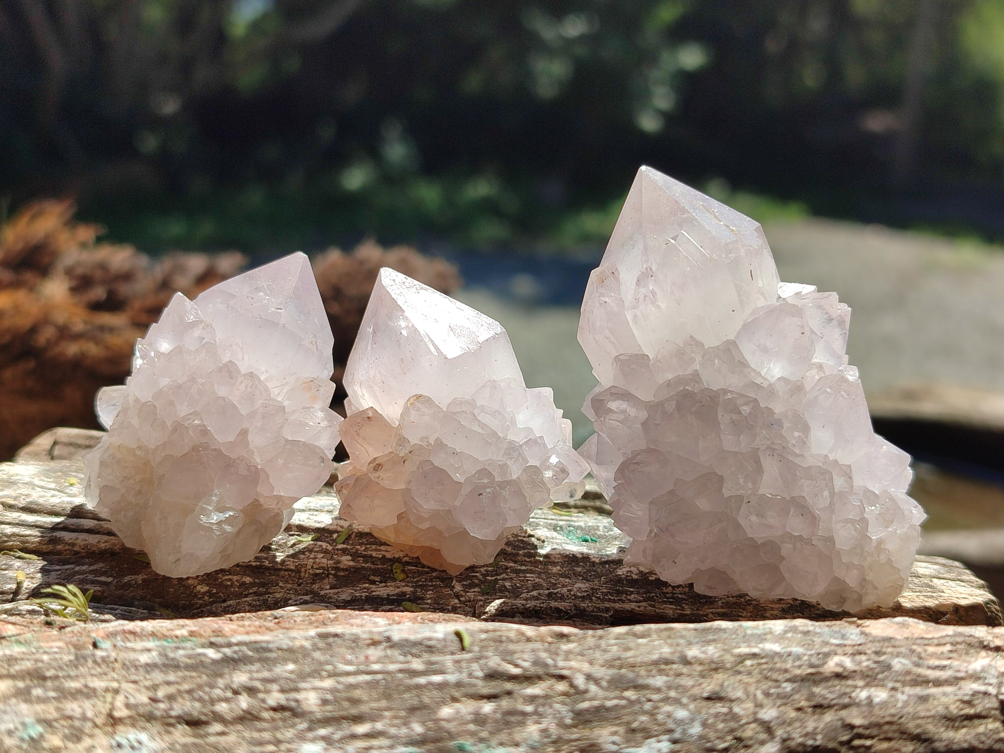 Natural Lilac Spirit Amethyst Cactus Flower Single Quartz Crystals x 12 From Boekenhouthoek, South Africa - Toprock Gemstones and Minerals 