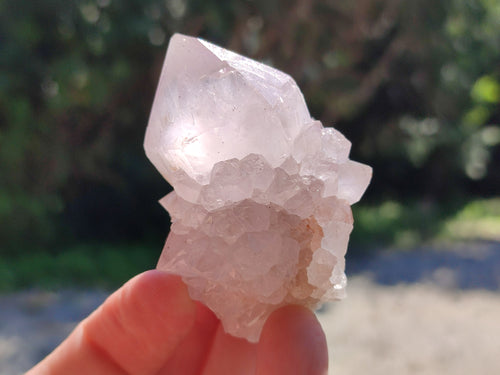 Natural Lilac Spirit Amethyst Cactus Flower Single Quartz Crystals x 12 From Boekenhouthoek, South Africa - Toprock Gemstones and Minerals 