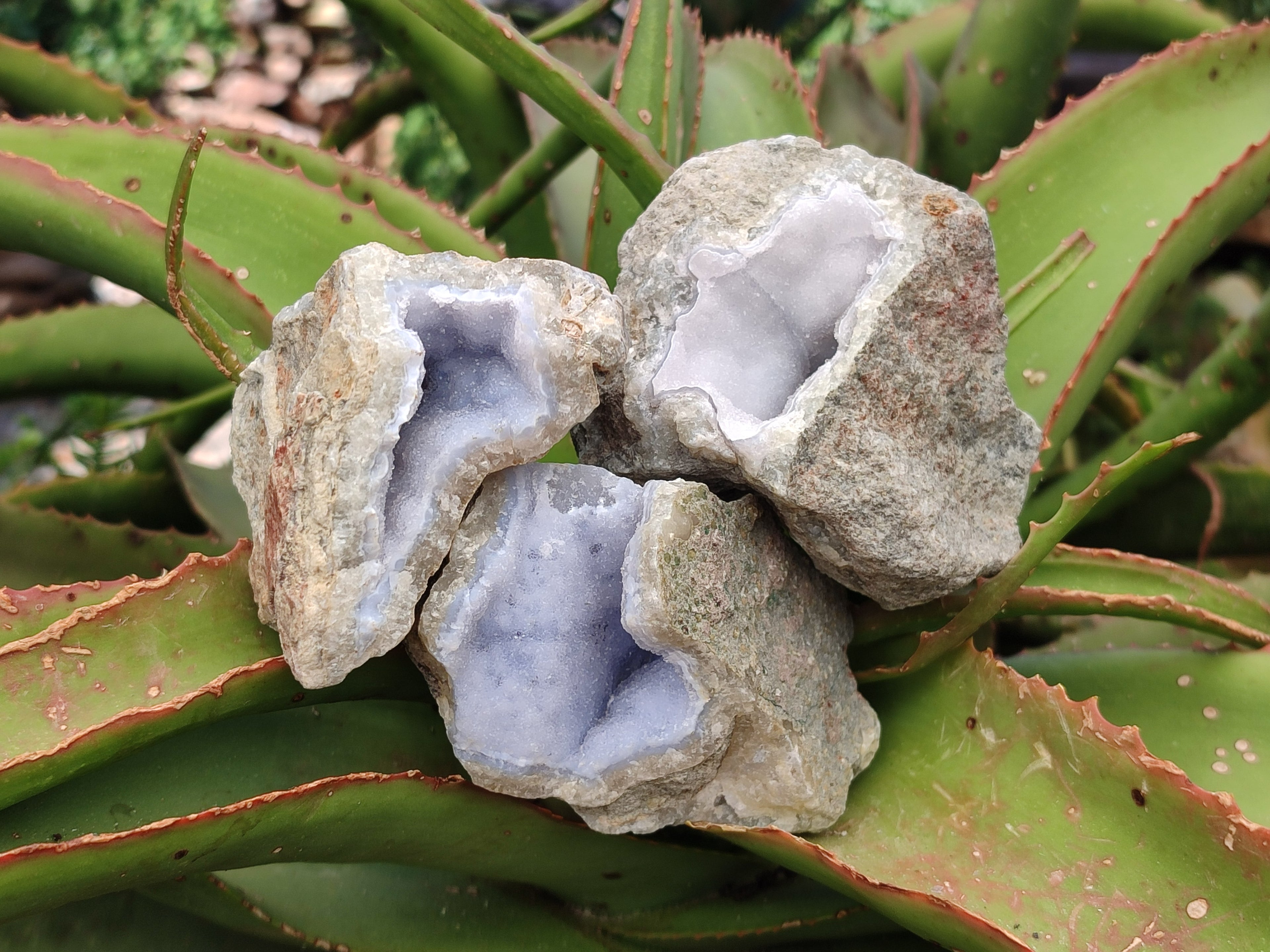 Natural Blue Lace Agate Geode Specimens x 6 From Nsanje, Malawi - Toprock Gemstones and Minerals 