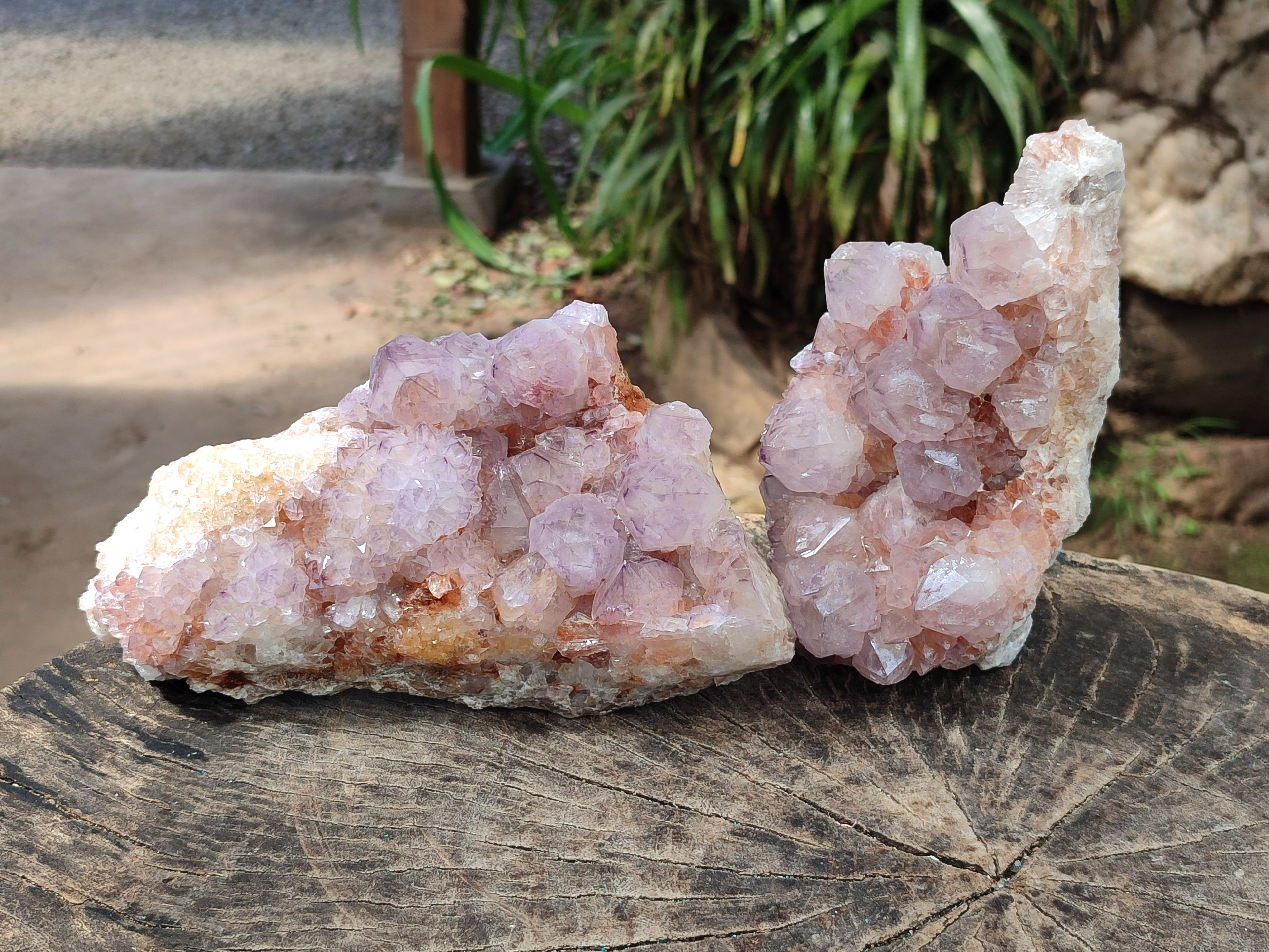 Natural Cactus Flower Smokey Amethyst Spirit Clusters x 2 From South Africa - Toprock Gemstones and Minerals 