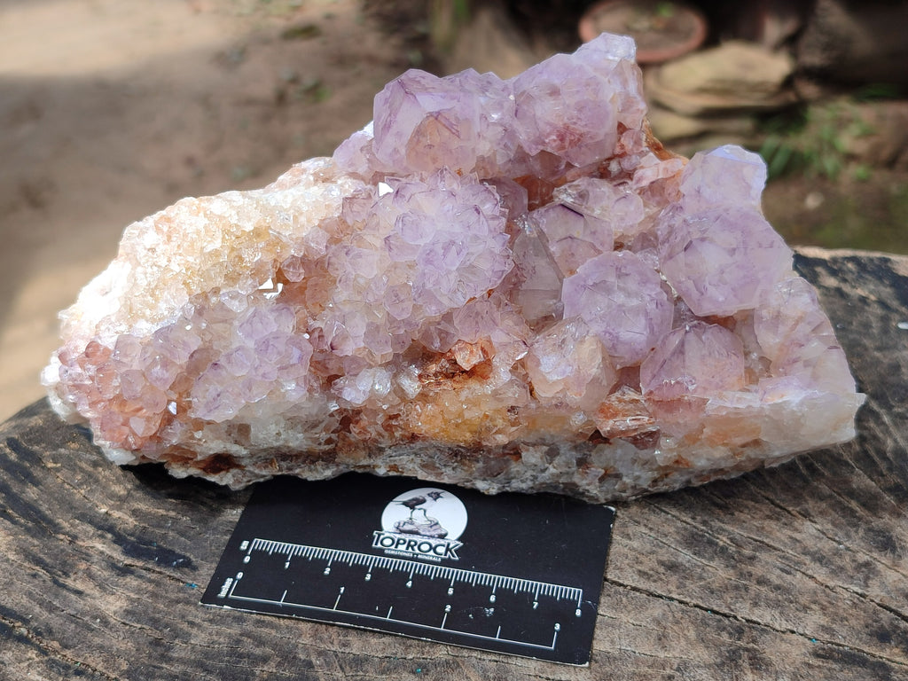 Natural Cactus Flower Smokey Amethyst Spirit Clusters x 2 From South Africa - Toprock Gemstones and Minerals 