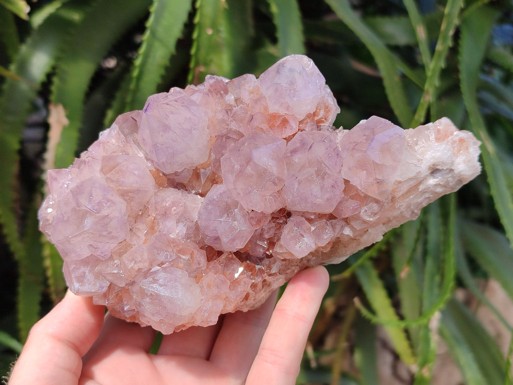 Natural Cactus Flower Smokey Amethyst Spirit Clusters x 2 From South Africa - Toprock Gemstones and Minerals 
