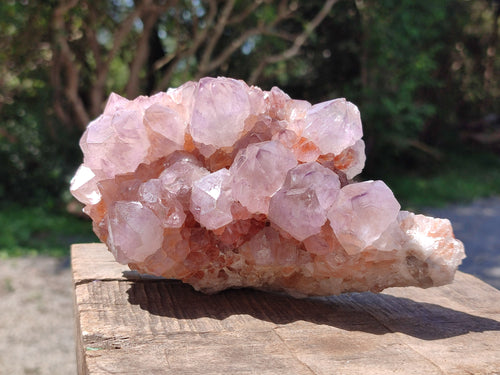 Natural Cactus Flower Smokey Amethyst Spirit Clusters x 2 From South Africa - Toprock Gemstones and Minerals 