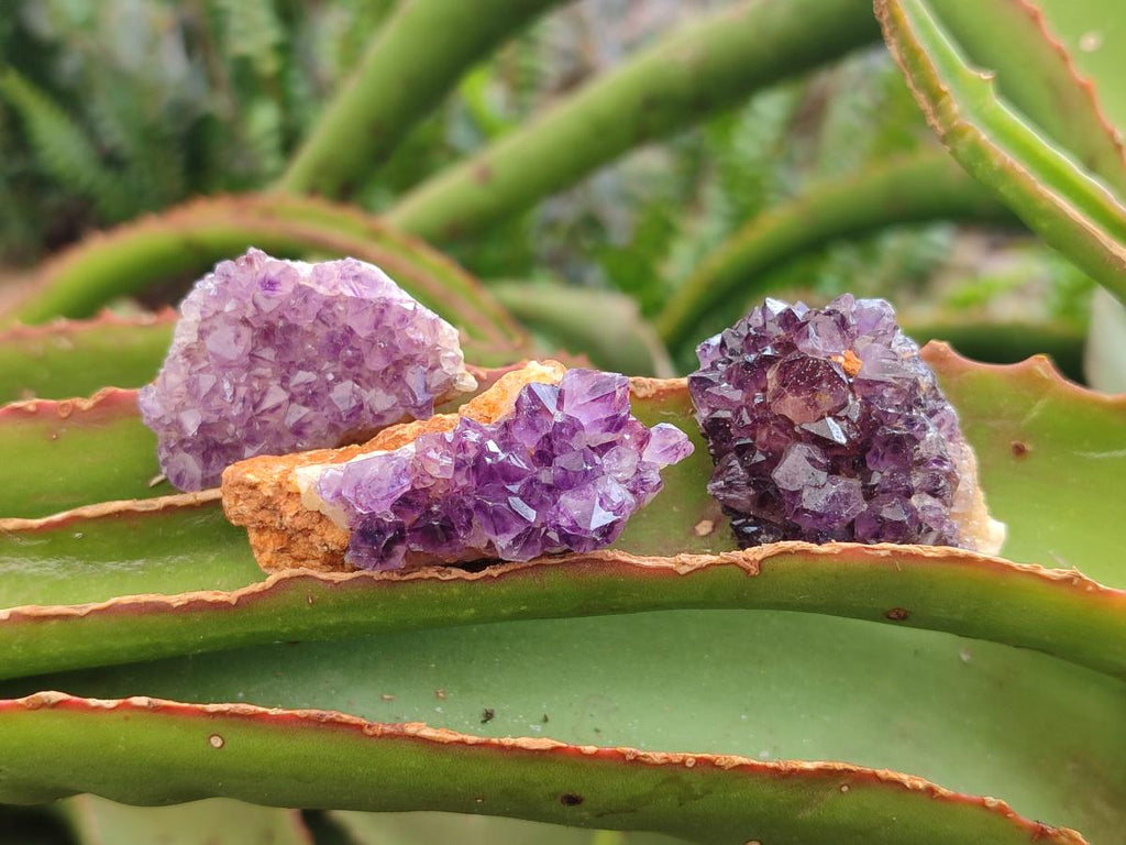 Natural Dark Purple Amethyst Quartz Crystal Plates x 63 From Boekenhouthoek, South Africa - Toprock Gemstones and Minerals 