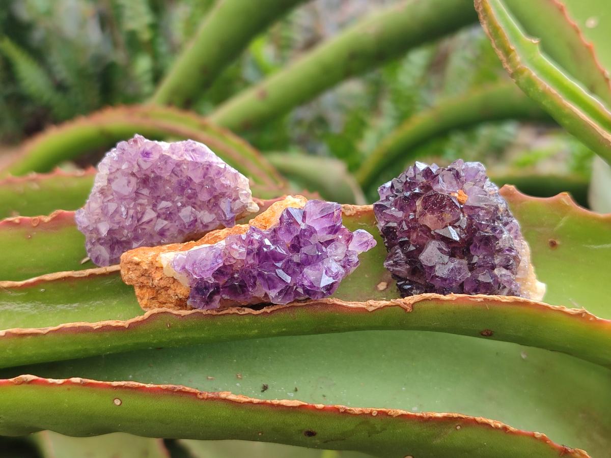 Natural Dark Purple Amethyst Quartz Crystal Plates x 63 From Boekenhouthoek, South Africa - Toprock Gemstones and Minerals 