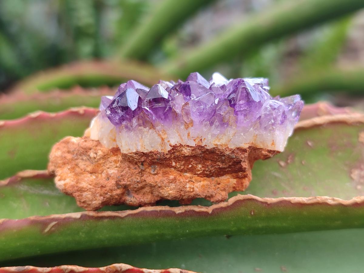 Natural Dark Purple Amethyst Quartz Crystal Plates x 63 From Boekenhouthoek, South Africa - Toprock Gemstones and Minerals 
