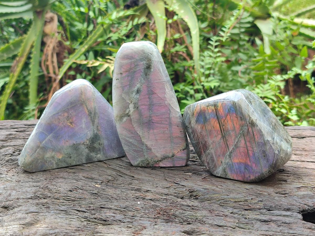 Polished Rare Purple Sunset Flash Labradorite Standing Free Forms x 12 From Madagascar - Toprock Gemstones and Minerals 