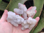 Natural Small Drusy Snow Finger Crystal Clusters x 35 From Albert's Mountain, Lesotho - Toprock Gemstones and Minerals 