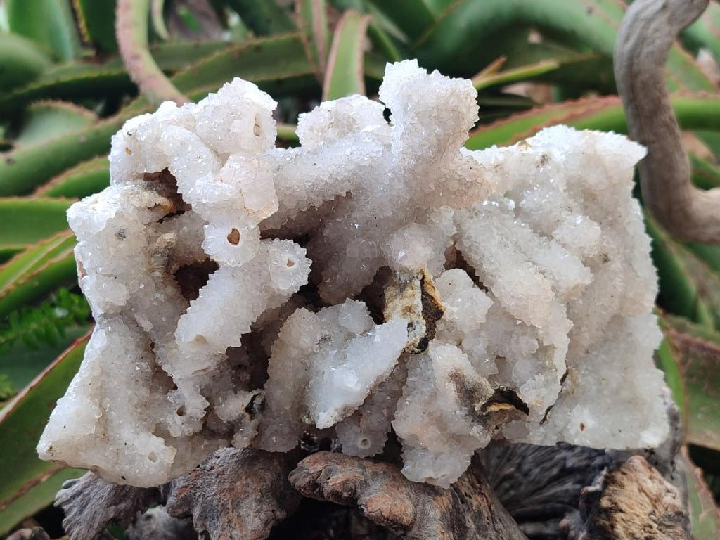 Natural Large Drusy Snow Finger Cluster x 1 From Albert's Mountain, Lesotho - Toprock Gemstones and Minerals 