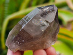 Natural Smokey Quartz Crystals x 35 From Mulanje, Malawi - Toprock Gemstones and Minerals 