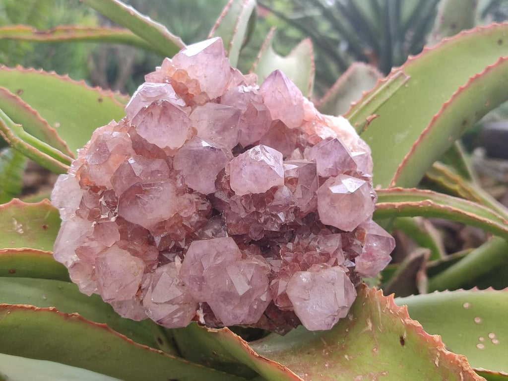 Natural Sunburst Amethyst Spirit Clusters x 2 From Boekenhouthoek, South Africa - Toprock Gemstones and Minerals 