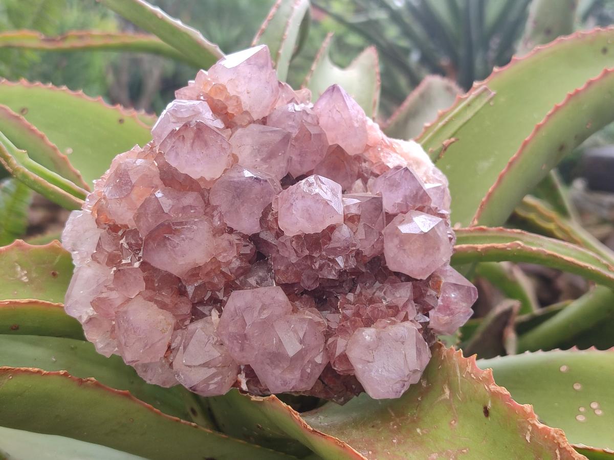 Natural Sunburst Amethyst Spirit Clusters x 2 From Boekenhouthoek, South Africa - Toprock Gemstones and Minerals 