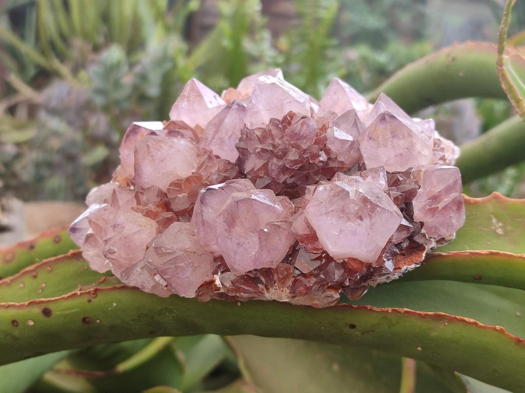 Natural Sunburst Amethyst Spirit Clusters x 2 From Boekenhouthoek, South Africa - Toprock Gemstones and Minerals 