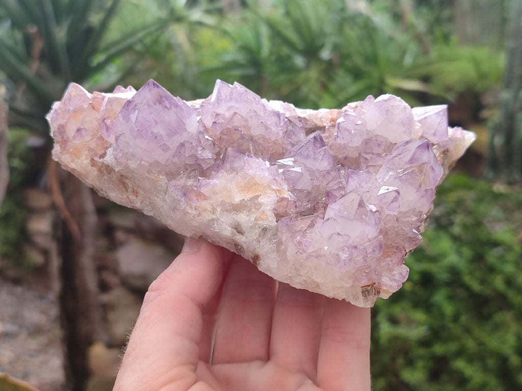 Natural Sunburst Amethyst Spirit Clusters x 2 From Boekenhouthoek, South Africa - Toprock Gemstones and Minerals 
