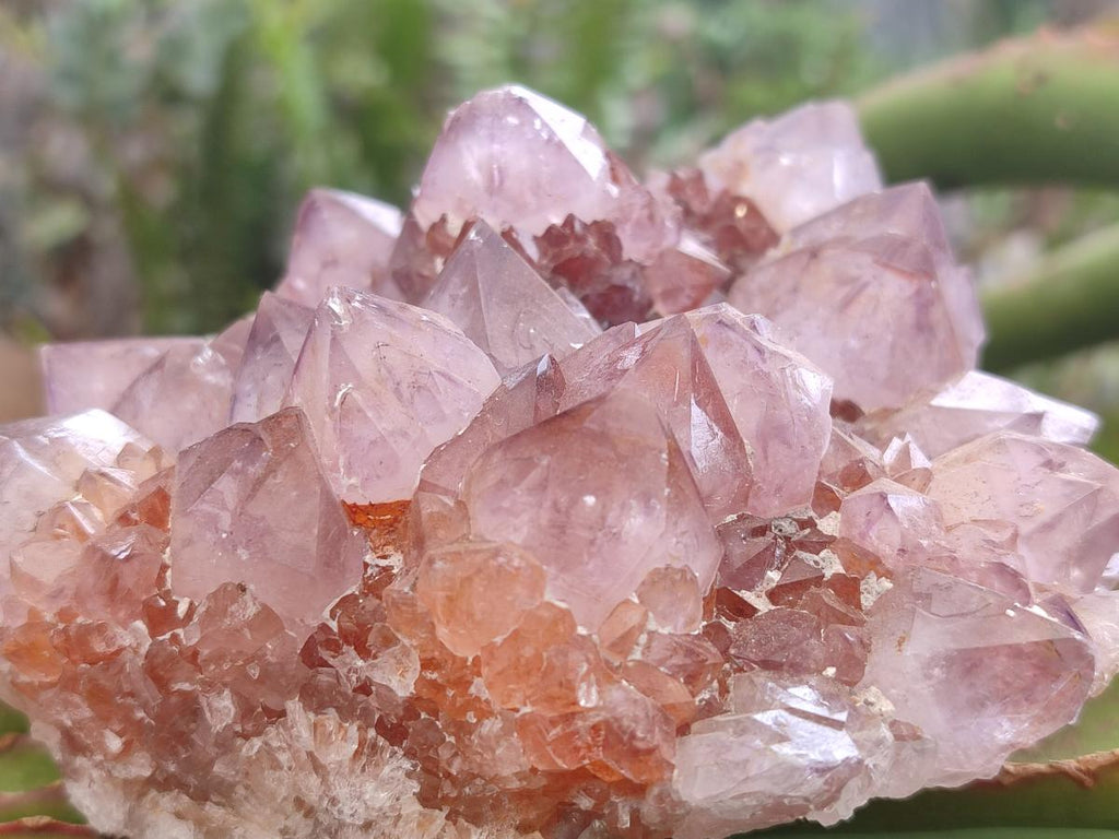 Natural Sunburst Amethyst Spirit Clusters x 2 From Boekenhouthoek, South Africa - Toprock Gemstones and Minerals 