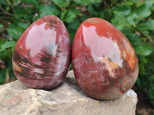 Polished Red Podocarpus Petrified Wood Eggs x 2 From Mahajanga, Madagascar - Toprock Gemstones and Minerals 