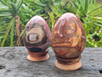 Polished Red Podocarpus Petrified Wood Eggs x 2 From Mahajanga, Madagascar - Toprock Gemstones and Minerals 