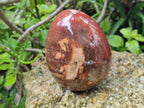 Polished Red Podocarpus Petrified Wood Eggs x 2 From Mahajanga, Madagascar - Toprock Gemstones and Minerals 