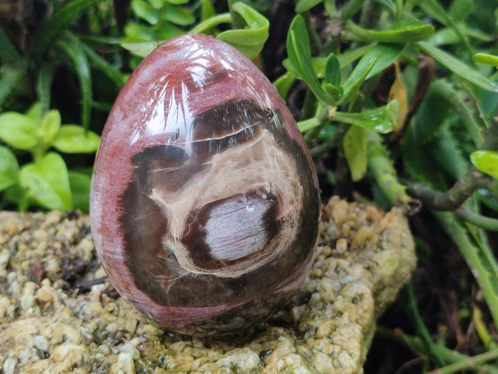 Polished Red Podocarpus Petrified Wood Eggs x 2 From Mahajanga, Madagascar - Toprock Gemstones and Minerals 
