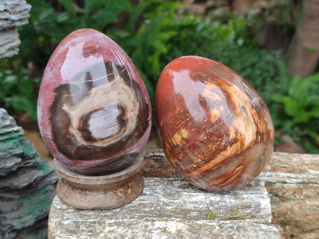 Polished Red Podocarpus Petrified Wood Eggs x 2 From Mahajanga, Madagascar - Toprock Gemstones and Minerals 