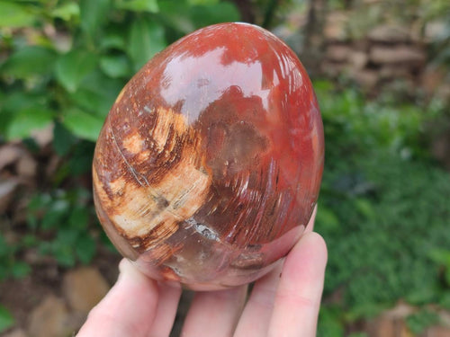 Polished Red Podocarpus Petrified Wood Eggs x 2 From Mahajanga, Madagascar - Toprock Gemstones and Minerals 