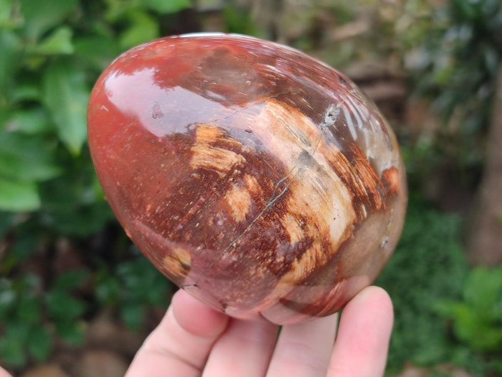 Polished Red Podocarpus Petrified Wood Eggs x 2 From Mahajanga, Madagascar - Toprock Gemstones and Minerals 