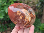 Polished Red Podocarpus Petrified Wood Eggs x 2 From Mahajanga, Madagascar - Toprock Gemstones and Minerals 