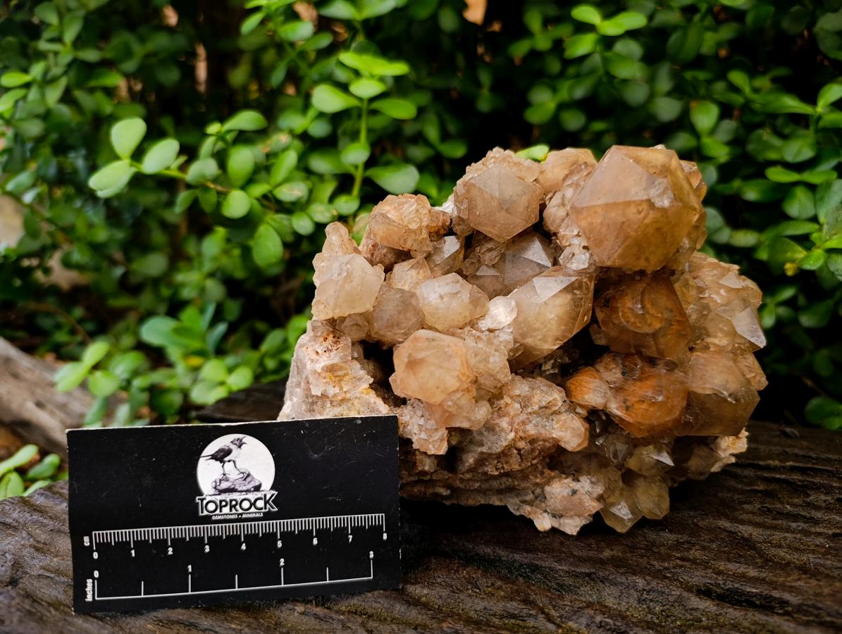 Natural Large Phantom Cascading Smokey Luena Quartz Cluster x 1 From Luena, Congo - Toprock Gemstones and Minerals 