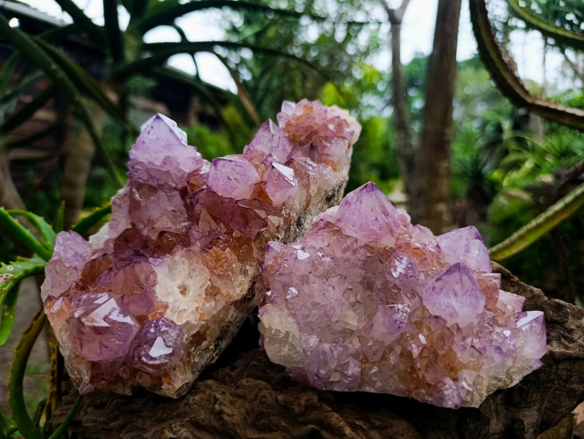 Natural Sunburst Amethyst Spirit Clusters x 2 From Boekenhouthoek, South Africa - Toprock Gemstones and Minerals 