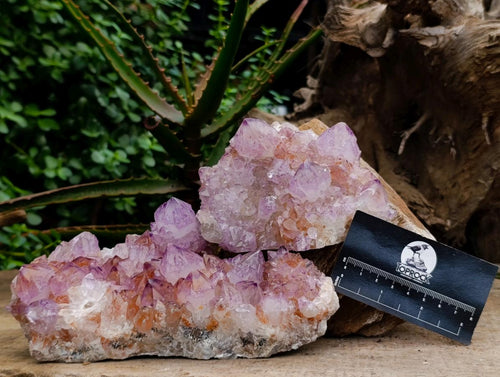 Natural Sunburst Amethyst Spirit Clusters x 2 From Boekenhouthoek, South Africa - Toprock Gemstones and Minerals 