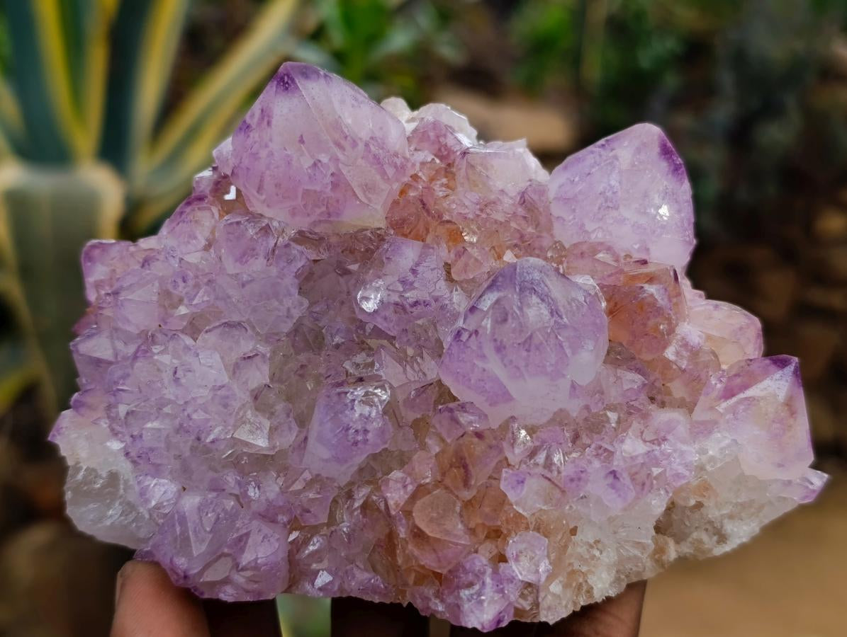 Natural Sunburst Amethyst Spirit Clusters x 2 From Boekenhouthoek, South Africa - Toprock Gemstones and Minerals 