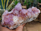 Natural Sunburst Amethyst Spirit Clusters x 2 From Boekenhouthoek, South Africa - Toprock Gemstones and Minerals 