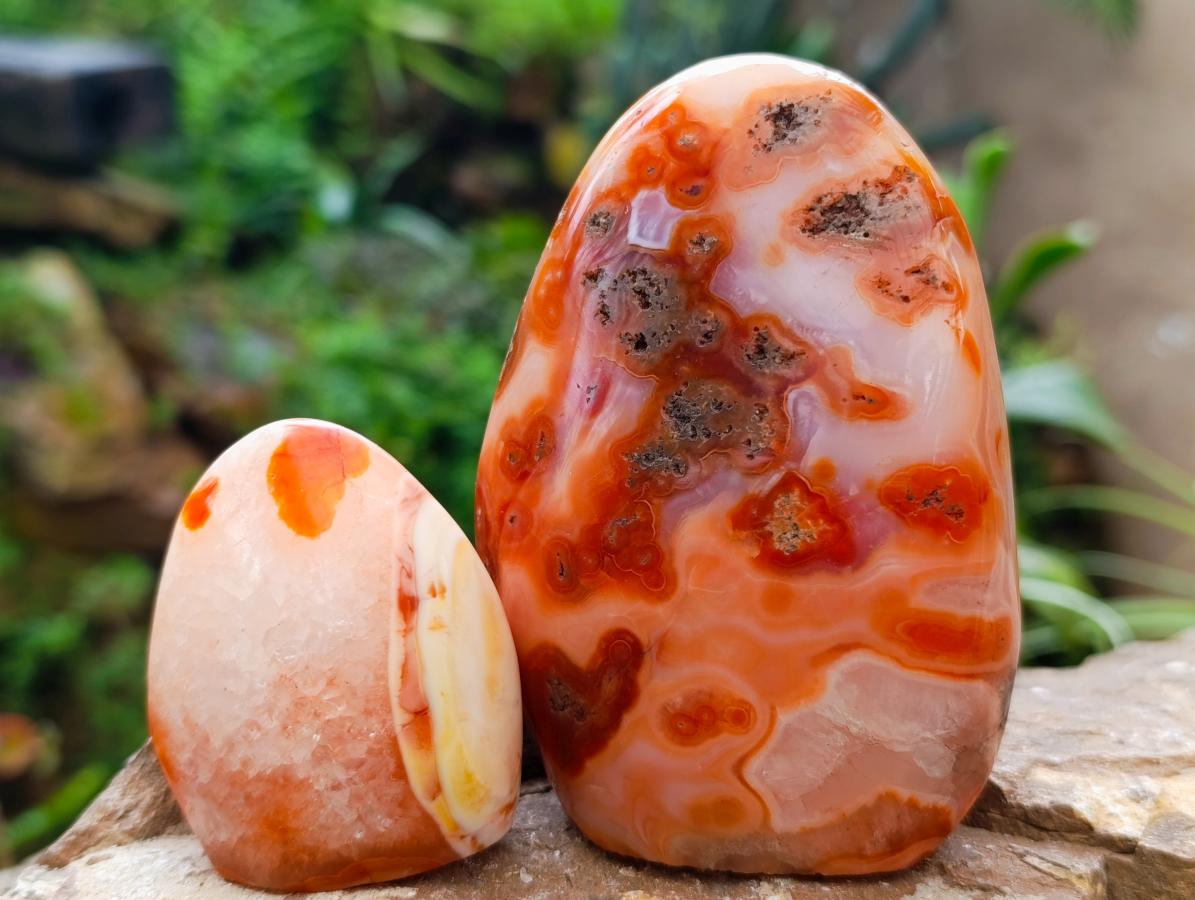 Polished Carnelian Agate Gemstone Standing Free Forms x 5 From Madagascar - Toprock Gemstones and Minerals 