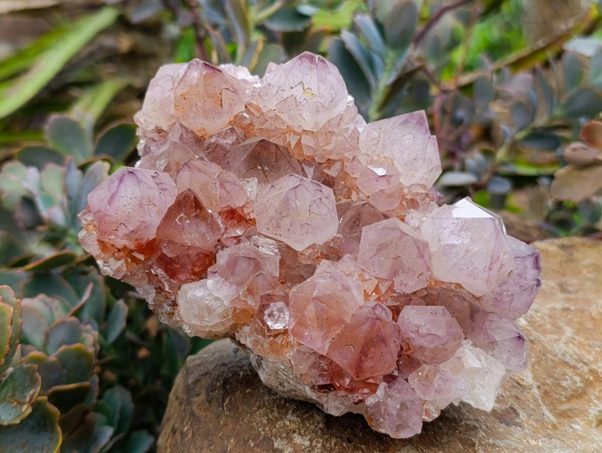 Natural Sunburst Amethyst Spirit Clusters x 2 From Boekenhouthoek, South Africa - Toprock Gemstones and Minerals 