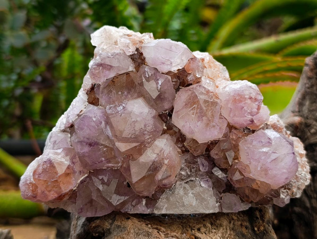 Natural Sunburst Amethyst Spirit Clusters x 2 From Boekenhouthoek, South Africa - Toprock Gemstones and Minerals 