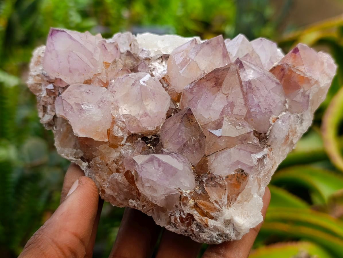 Natural Sunburst Amethyst Spirit Clusters x 2 From Boekenhouthoek, South Africa - Toprock Gemstones and Minerals 