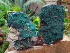 Natural Botryoidal Crystalline Malachite Specimens x 2 From Tenke Fungurume, Congo - Toprock Gemstones and Minerals 