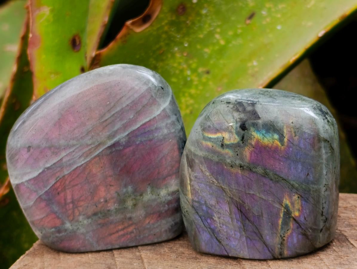 Polished Rare Purple Sunset Flash Labradorite Standing Free Forms x 12 From Madagascar - Toprock Gemstones and Minerals 