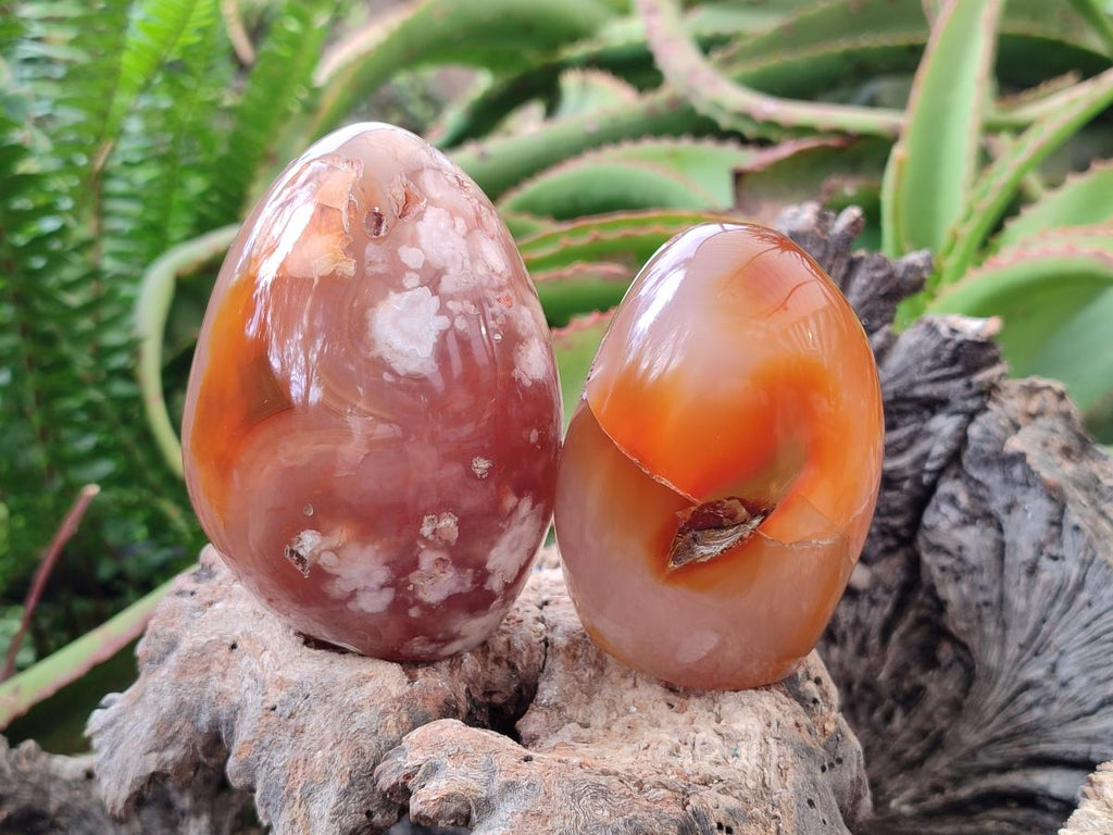 Polished Flower Agate Standing Free Forms x 5 From Antsahalova, Madagascar - Toprock Gemstones and Minerals 