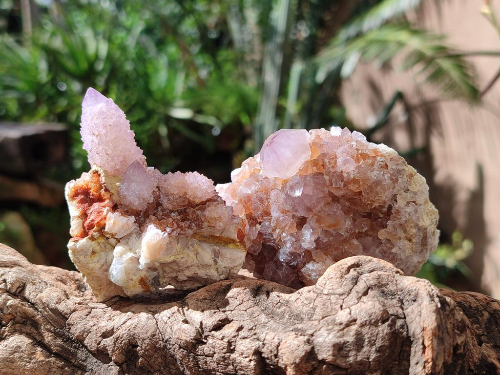 Natural Amethyst and Ametrine Spirit Clusters x 6 From Boekenhouthoek, South Africa - Toprock Gemstones and Minerals 