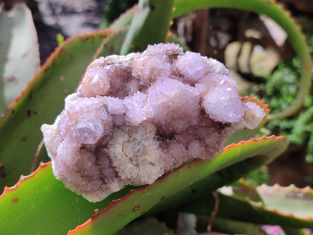 Natural Amethyst and Ametrine Spirit Clusters x 6 From Boekenhouthoek, South Africa - Toprock Gemstones and Minerals 
